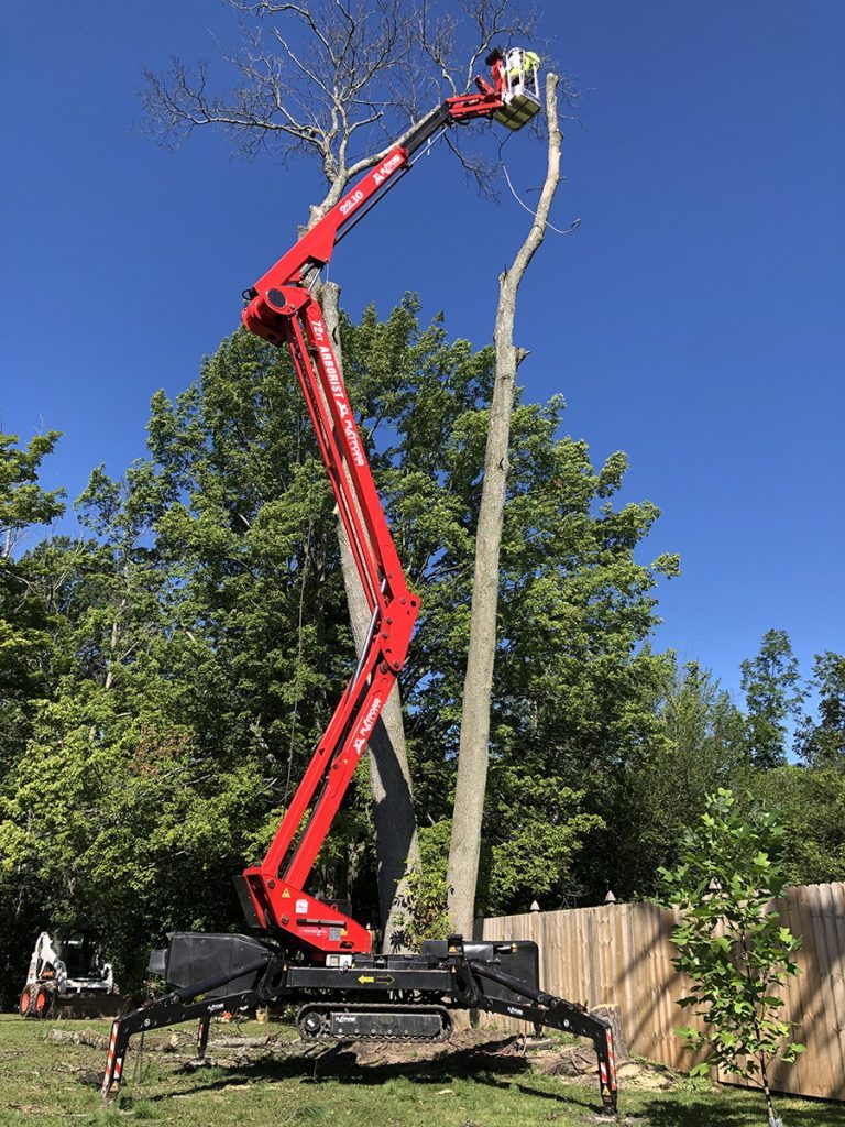 Red spider-lift raising a worker into a tall tree during a removal
