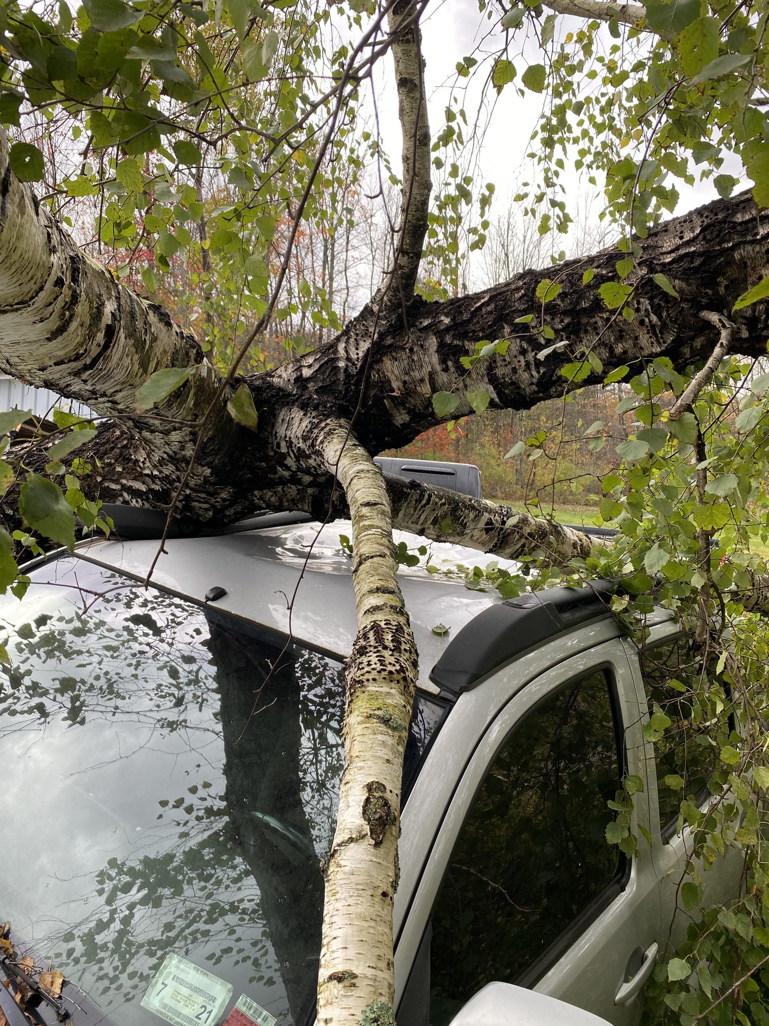 Storm-downed tree fallen across a car in a driveway