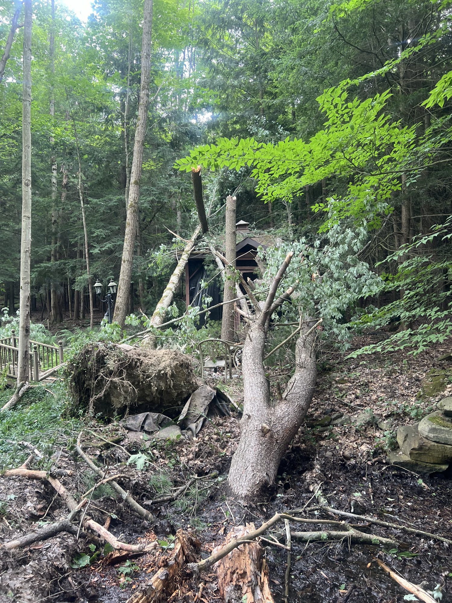 Cleared hillside with a single tree left standing