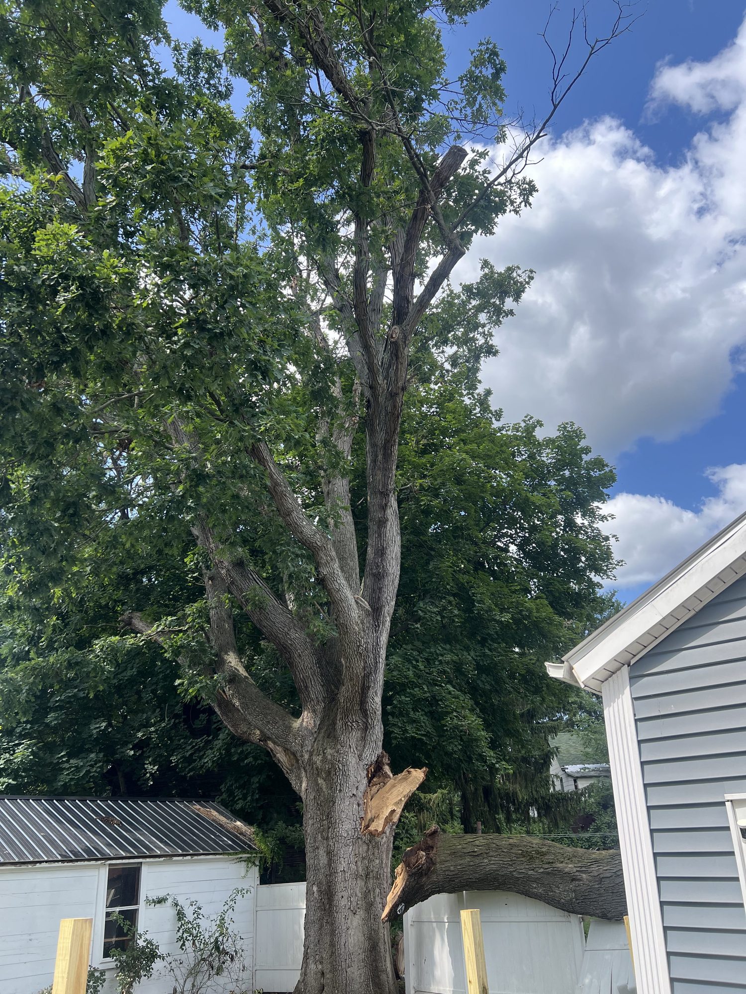 A large tree standing close beside a house under a blue sky