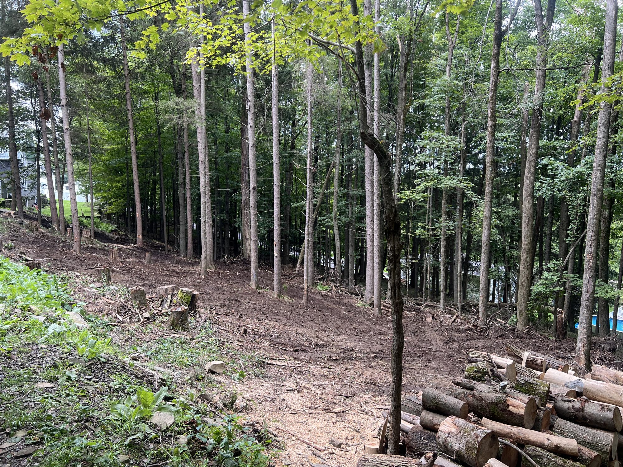 Sloped, wooded hillside mid-clearing with cut logs and stumps