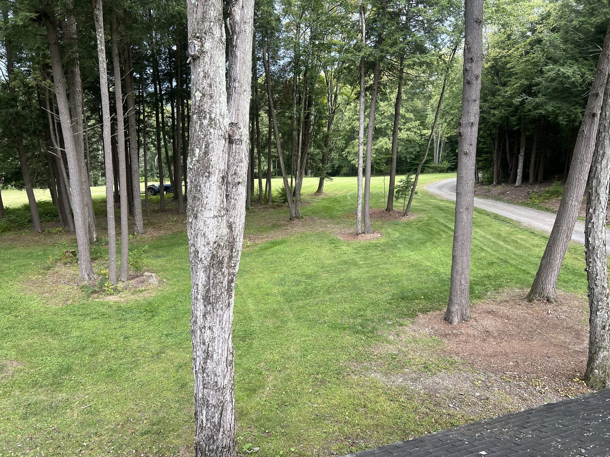 A manicured lawn bordered by mature trees on a tree-lined property